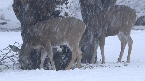 Two Deer Look for Food at Base of Snowy Tree Yosemite Stock-Footage 122400931