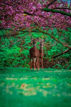 Two Deer Looking at the Camera While Standing Under a Pink Tree in an Enchant Stock Photos
