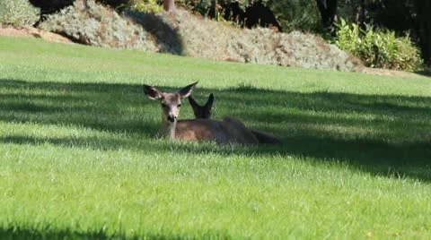 Two Deer Lounging In A Park 스톡 동영상 11902090