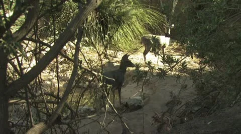 Two Deer Making Their Way Through The Forest 스톡 동영상 19058496