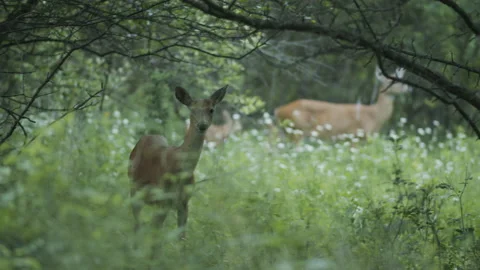 Two Deer in Meadow Stock Footage 185680454
