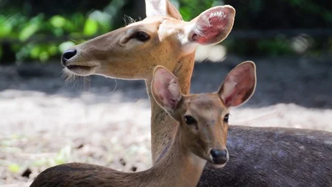 Two deer in nature Stock Footage 76909191