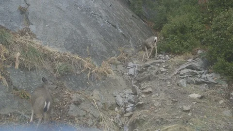 Two Deer Nibble at Branch Leaves in Granite River Bed Stock Footage 122400843