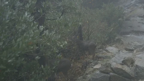 Two Deer Nibble Branch Leaves In Yosemite National Park Stock Footage 122400900