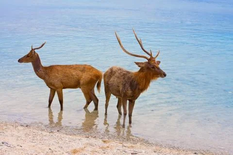 Two deer in ocean Stock Photos