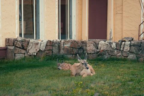Two deer, one an infant, rest in a grassy area by a stone foundation. Stock Photos