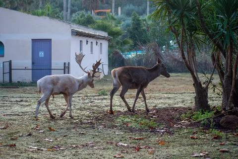Two deer, one white and one brown, stroll across a grassy area. Stock Photos