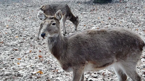 Two deer in the park. Stock Footage 236701800