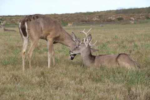 Two deer Stock Photos