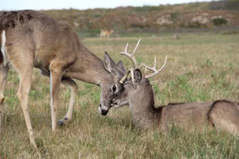 Two deer Stock Photos