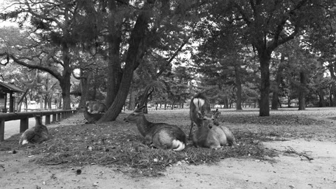 Two deer relax at Nara Park in Japan Stock Footage 132051205