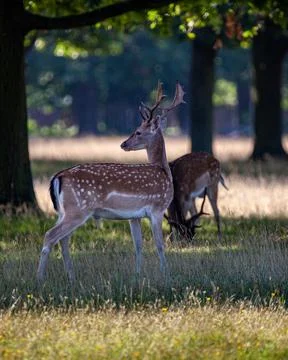 Two deer in Richmond Park Stock Photos