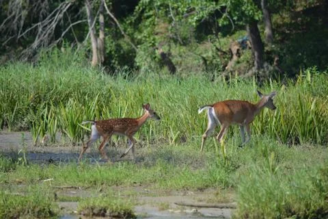 Two deer on the riverside 스톡 사진