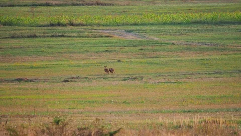 Two deer run in the meadow Stock-Footage 117600923