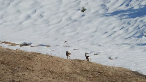 Two deer run uphill through melting snow, slow motion Stock Footage 338223743