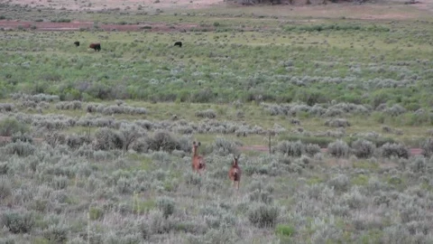 Two Deer in Scrub Desert Stock Footage 100776242