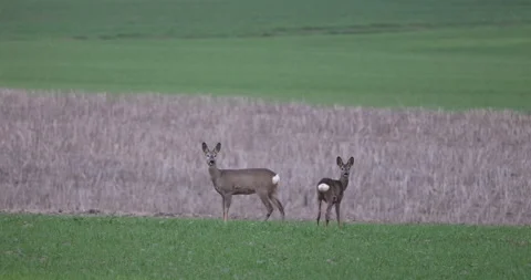 Two deer standing close, 4K slow motion Stock Footage 166230133