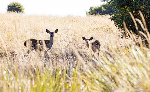 Two deer standing gracefully amidst tall grass in a sunlit field Stock Photos