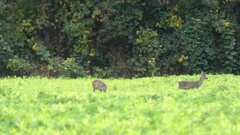 Two deer standing on a meadow eating grass - deer in the wild Stock Footage 144600545