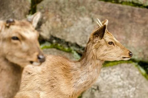 Two deer standing next to each other in front of a stone wall Stock Photos