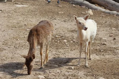 Two deer standing Stock Photos