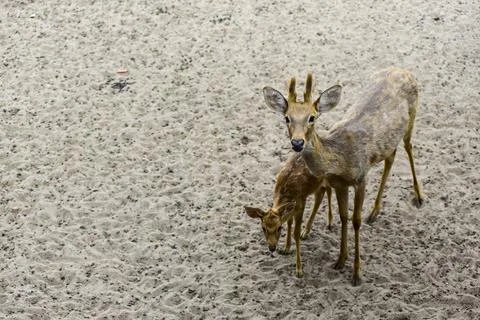 Two deer standing in the sand Stock Photos