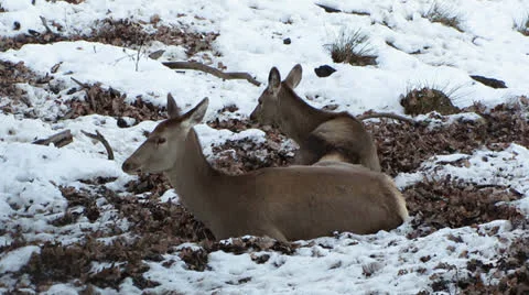 Two deer standing in the snow Stock Footage 26300176