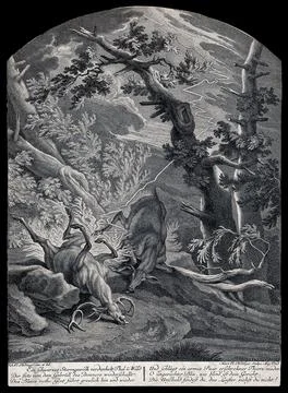 Two deer struck by lightning in the forest. Etching by M. E. Ridinger after.. Stock Illustration