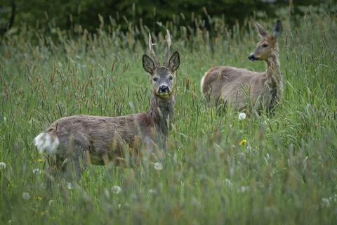 Two deer in tall grass, one with small antlers Stock Photos