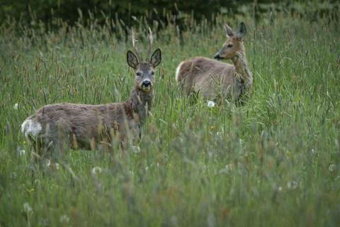 Two deer in tall grass, one with small antlers Stock Photos