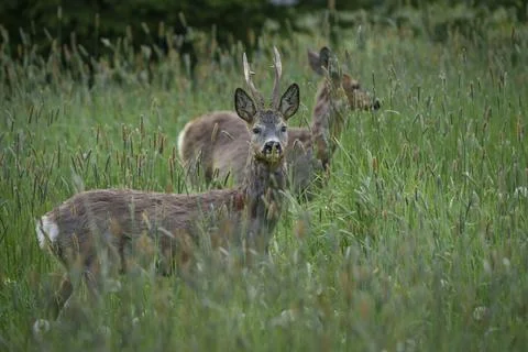 Two deer in tall grass, one with small antlers Stock Photos