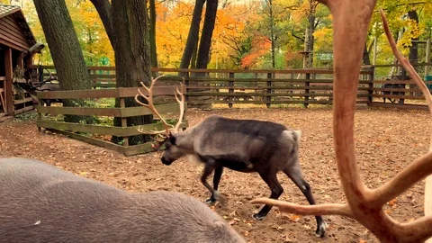 Two deer walk in a circle in a beautiful autumn park Video stock 118044884