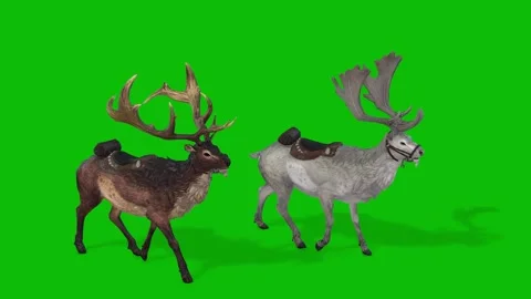 Two Deer Walking Animation on Green Screen Background Wild Forest Animal Scene Stock Footage 312552209