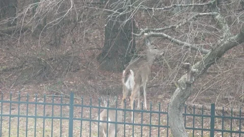 Two deer walking behind fence in suburban backyard winter Stock Footage 330972495