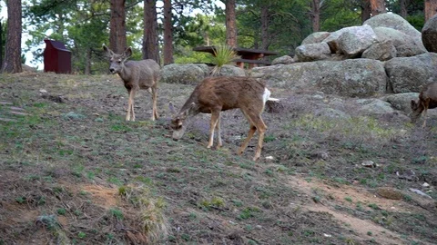 Two Deer Walking Stock Footage