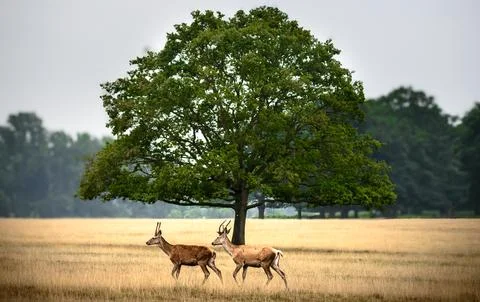 Two deer walking gracefully across a golden meadow under a large green tree Stock Photos