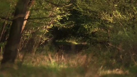 Two deer walking on the path in forest Stock Footage 166559379