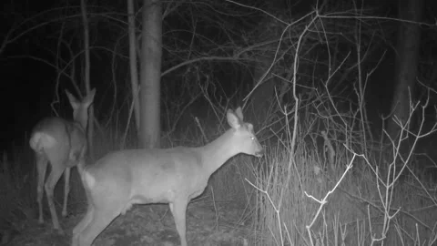 Two deer walking in the woods at night Stock Footage 267589368
