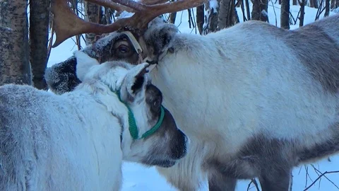 Two deer in winter Video stock 99411426