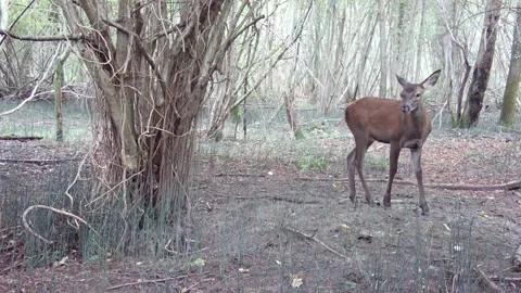 Two deer in the woods during the day, mother and cub Stock Footage 267592572
