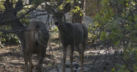 Two Deer in the Woods Stock Footage 94868306