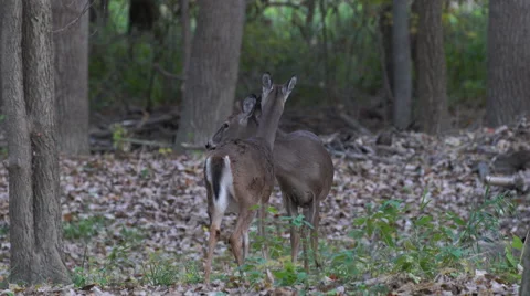 Two deer in the woods static shot Video stock 56435531