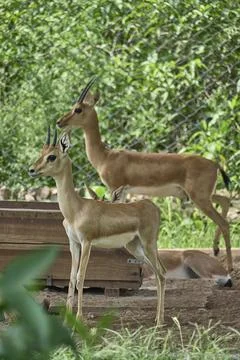 Two deers are posing Stock Photos