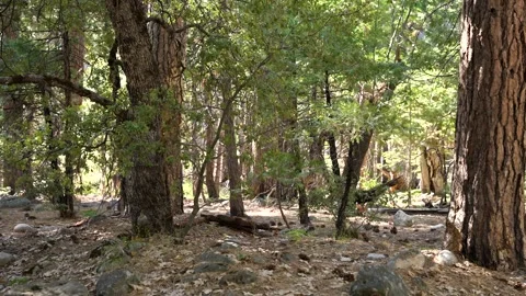 Two Deers in a forest Stock Footage 242024790