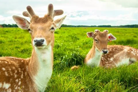 Two Deers on Grass Stock Photos