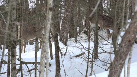 Two deers look towards the camera in a snowy forest Stock Footage 317660907