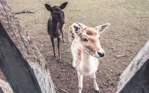 Two deers looking at camera trough wooden fence Stock Photos