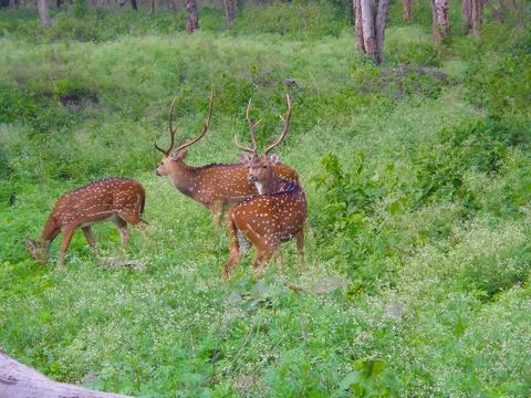 Two deers in a meadow 스톡 사진