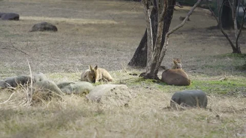 Two Deers minding their own business Stock Footage 328601380