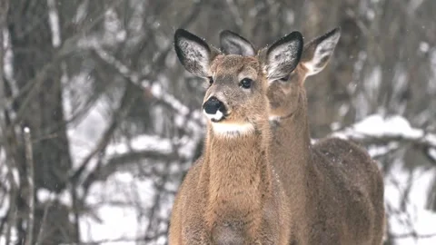 Two deers standing alert while snow is falling. Vídeo Stock 332503278